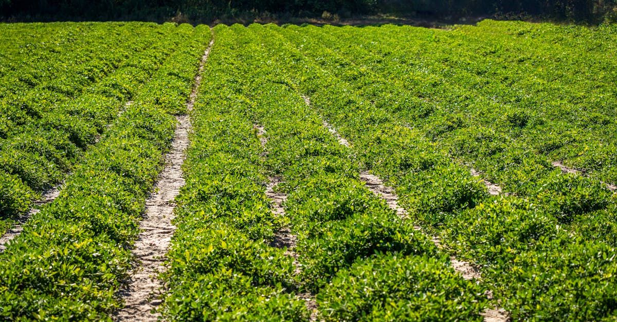 what is a possible cause for a decrease in ecosystem productivity?